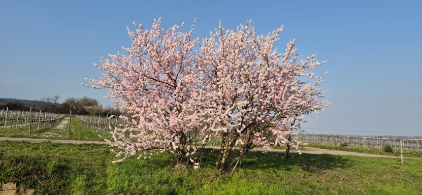 Mandelblüte im März